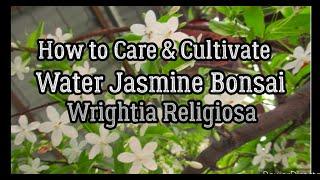 How to Care & Cultivate Water Jasmine Bonsai (Wrightia Religiosa)