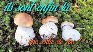 [CHAMPIGNONS]  CÈPES 2024; ENFIN ILS SONT LÀ ‍🟫‍🟫une sortie incroyable!!!