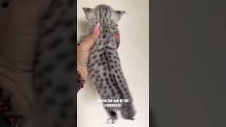 Silver F1 Savannah Cats 