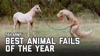 Best Animal Fails of 2020 | FailArmy