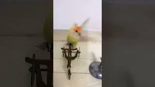 Amazing Smart Parrot Video