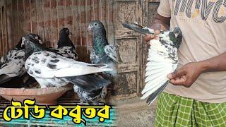 টেডি কবুতর চেনার উপাই | How to Identify Teddy Pigeons