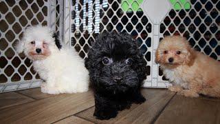 Poodles, Yorkies, Maltipoos, Frenchtons, Puppies For Sale, Atlanta, Georgia Local Breeders