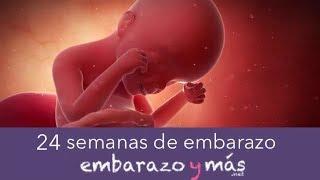 24 semanas de embarazo - Sexto mes - EMBARAZOYMAS