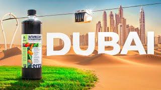 Wird Dubai grün sein? Die neue Transportart| SWC Community