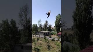 Turkish Tumbler Back to Back Flipping  #shorts #pigeon