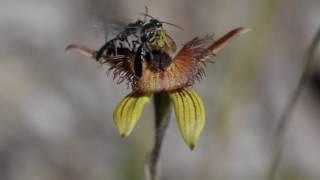 Wasps attracted to the West Australian Dancing Orchid