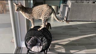 Savannah Cats Trying Out Their New Cat Bed #cats #cute