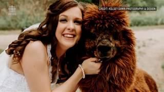 Alpaca wedding surprise for one Regina bride