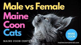 Male vs Female Maine Coons - Which Gender Is Best?