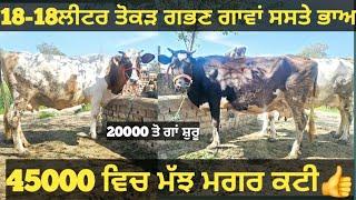 ਤੋਕੜ ਗਭਣ ਗਾਵਾਂ ਅਤੇ 1 ਮੱਝ ਵੀਕਾਓ। Buffalo and cow for sale/vadiya farm/9-3-25