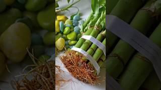 Grow bamboo plants at home in water
