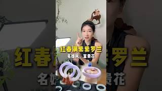 翡翠手鐲直播，紅春滿紫紫羅蘭，一眼小富婆，戴上它，無論走到哪，都脱穎而出。#shorts #翡翠 #翡翠玉石 #翡翠手鐲 #翡翠直播 #玉石 #玉器 #珠寶 #jade