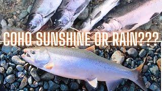 How to Catch COHO Salmon Fishing: Roe - Spoons - Twitching Jigs