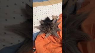 CATS FUNNY CUTE VIDEOS  855 #funny #cat #video #video