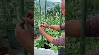 Setting Up Trellises for Climbing Plants