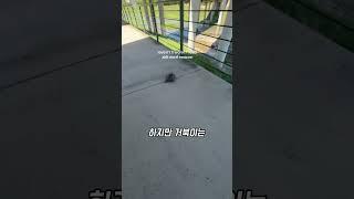 뒤집힌 거북이를 도운 소녀… 그런데 반전