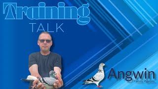 Racing Pigeon Training with Angwin Family Pigeons - Training for old bird  pigeon Racing