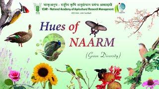 Hues of NAARM