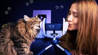 Asmr con mi Gato, para DORMIR RONRONEANDO | ASMR Español | Asmr with Sasha