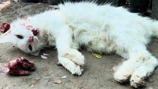 A Mother Cat’s Desperate Struggle After Eating Poison – Emotional Rescue