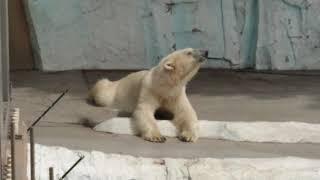 【日本旅遊－東京】上野動物園的北極熊