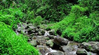 Pleasant Sound of Small Waterfall, Birds Chirping & Magical Forest Sounds