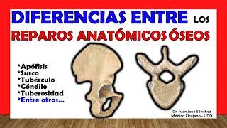  ANATOMICAL BONE REPAIRS - Details, differences.