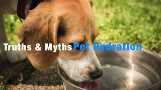 Truths & Myths: Preventing Dehydration in Dogs and Cats