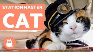 The CAT That Became a TRAIN STATIONMASTER  (Tama) 