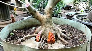 Progran Bahan Bonsai Tausi/Kalimantan, tahapan program akar tausi