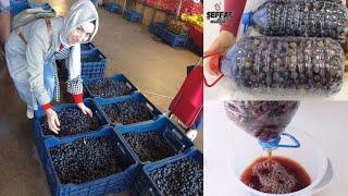 Zeytin Benden Sorulur Pazardan SOFRAYA Zeytin Seçimim SUYU Dökülür mü Ne zaman YENİR ?