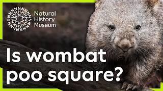 Why is wombat poo square? | Surprising Science