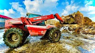  Wywalanie Obornika od Krów Ścielenie 2021 MANITOU MLT 628 Turbo , Ładowarka w Akcji 