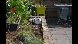 Ask Gardener Lynn "How do I keep my sweet cats out of my garden beds?"