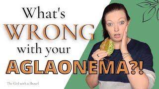 Is your Chinese Evergreen Dying!? Here's how to fix it! (+ get more leaves!)