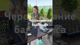 Черенкование барбариса: процесс работы #садоводство #сад #садоводничество #дача