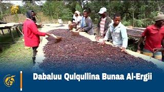 Dabaluu Qulqullina Bunaa Al-Ergii