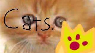 #mzroyourturn The King Of Cats