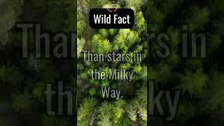 Wild Fact: There Are More Trees on Earth Than Stars in the Milky Way!