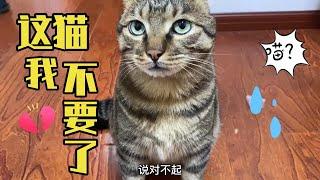 狸花猫总是咬人，主人忍痛说再见，实在受不了了