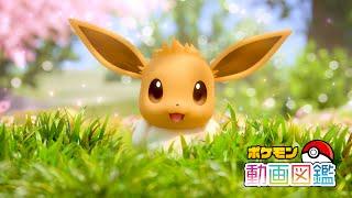 【公式】「ポケモン動画図鑑」No.0133 イーブイ