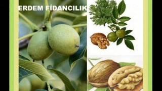 ERDEM 0537 377 94 18 BADEM YETİŞTİRİCİLİĞİ badem yetiştiriciliği gürgentepe.wmv