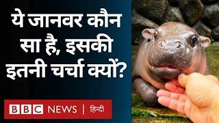 Animal : Thailand के चिड़ियाघर में एक नन्हे से जानवर ने सभी को दीवाना बना रखा है (BBC Hindi)