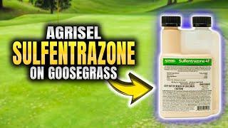 Agrisel Sulfentrazone on Goosegrass: Day-by-Day Results