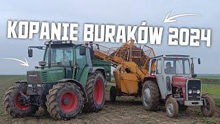 Kopanie Buraków 2024!?MF 255 & Fendt Favorit 510C?!Autosan D47 VS Neptun!?Daniel12