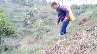 越南苗族，依依姑娘，农村生活什么活都能干，非常感谢大家的点赞订阅支持祝大家身体健康万事如意 谢谢