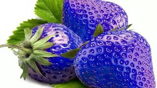 RARE  BLUE  STRAWBERRY  PLANT  !