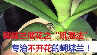 兰花“催花”之“饥渴法”，专治不开花的蝴蝶兰，20天见效！抓紧时间试试！（阿涛养花86期）What if Phalaenopsis doesn't bloom?