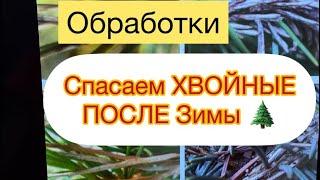 СПАСАЕМ ХВОЙНЫЕ ПОСЛЕ ЗИМЫ Обработки весной.